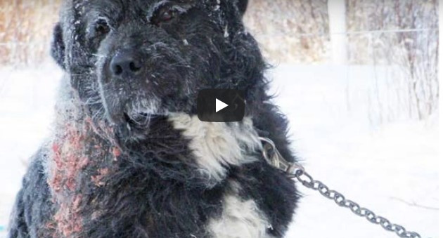 Der Hund war alleine für 4 Jahre in der Kälte angekettet – schau dir den Moment an, als er gerettet wird